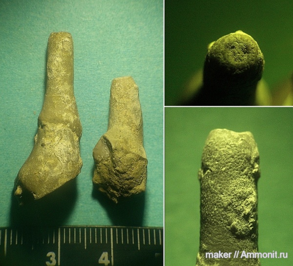 нижний мел, берриас, Крым, Cyrtocrinida, Северный борт Байдарской долины, Berriasian, Lower Cretaceous
