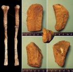 Менестерский зверь. Proximal Epiphysis Fibula, Dinosauria Менестерский зверь. Proximal Epiphysis Fibula, Dinosauria