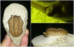 Asaphus Expansus