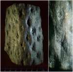 Stigmaria