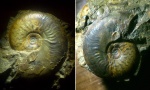 Leioceras. Ракурсы