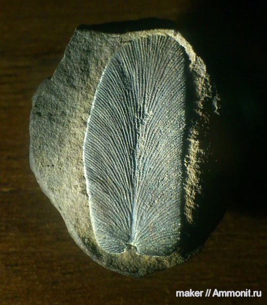 карбон, конкреции, птеридоспермы, Neuropteris
