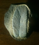 Neuropteris