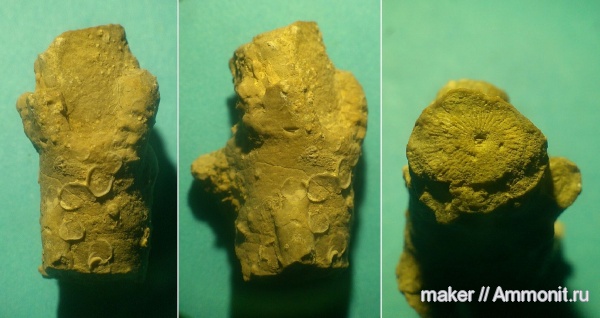 морские лилии, иглокожие, криноидеи, Крым, прижизненные повреждения, Менестер