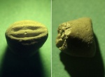 Sclerocrinus
