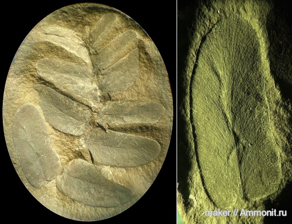 карбон, конкреции, птеридоспермы, Neuropteris