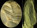 Neuropteris