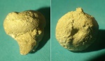 Губка из Менестера