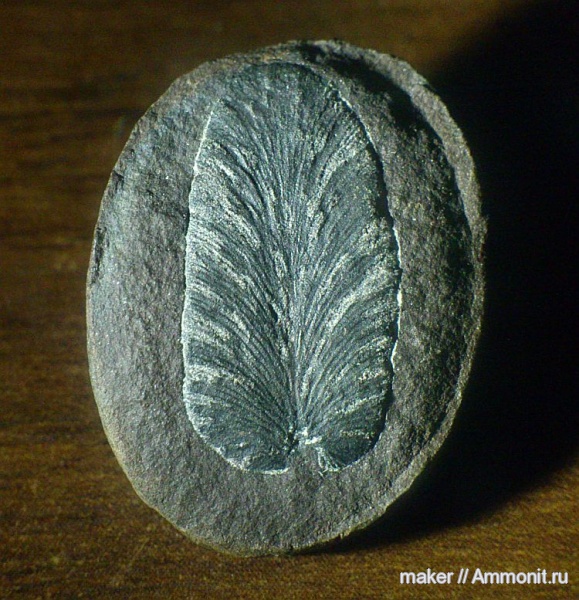карбон, конкреции, птеридоспермы, Neuropteris