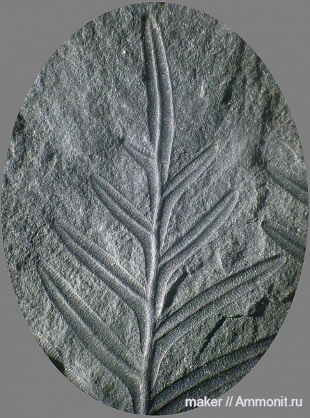 растения, Alethopteris