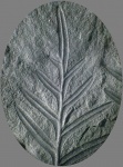 Alethopteris