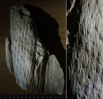 Lepidodendron