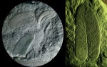 Neuropteris