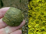 Cyathopora