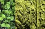 Mariopteris. 3D