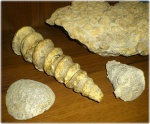 Nerinea