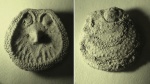 Что-то знакомое... Danocrania tuberculata (Nilsson, 1827) !!!