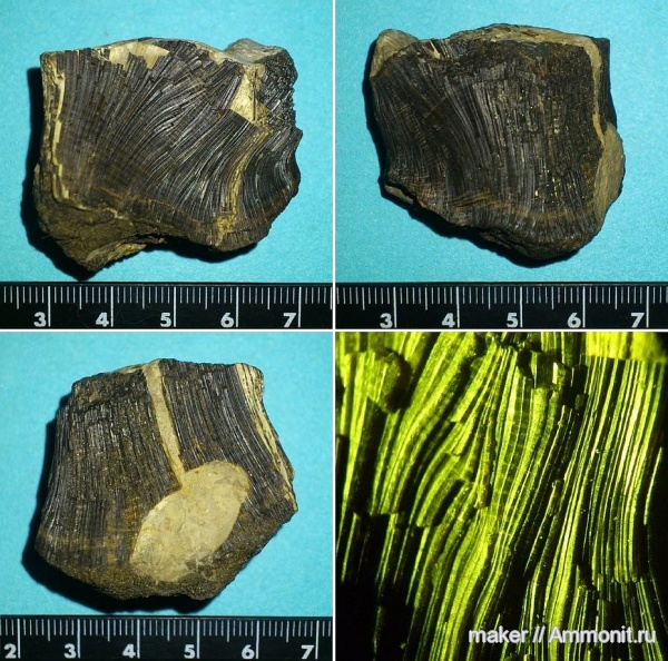 юра, Крым, Inoceramus, bivalvia, Ай-Петри, Jurassic