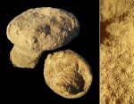 Кораллы. Штормовая 2