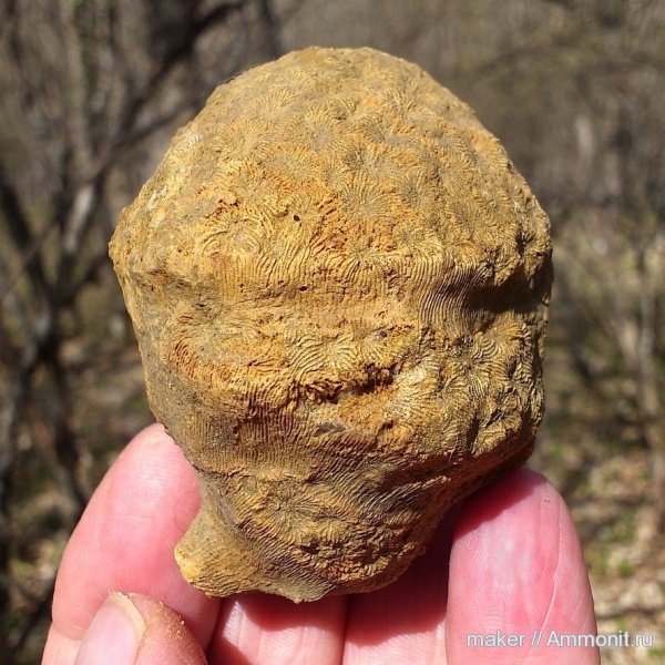 кораллы, кишечнополостные, Крым, Scleractinia, Ай-Димитрий