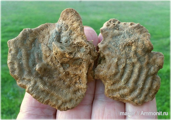 кораллы, кишечнополостные, Крым, Scleractinia, Ай-Димитрий, Latimaeandraraea
