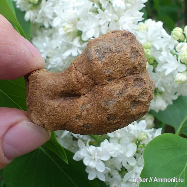 кораллы, кишечнополостные, Крым, Scleractinia, Ай-Димитрий