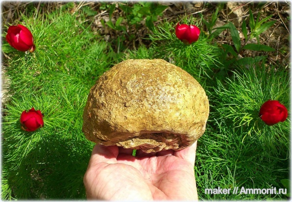 кораллы, кишечнополостные, Крым, Scleractinia, Ай-Димитрий, Ховалых