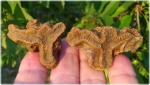 Latiphyllia. Повторение формы