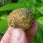 Stylina