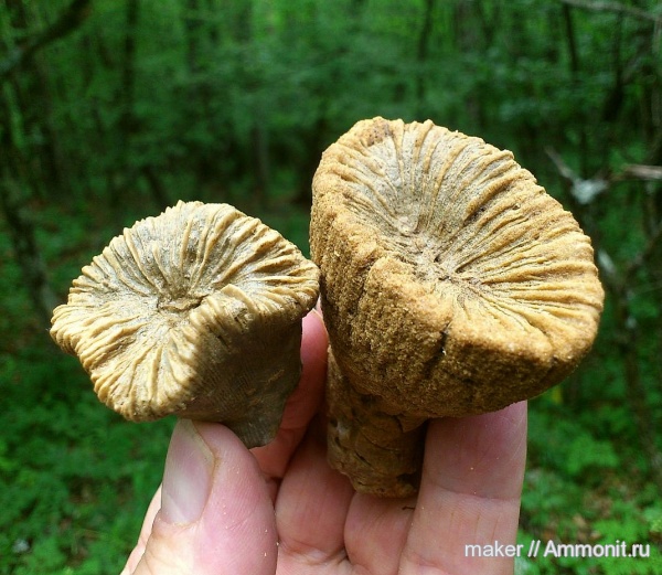 кораллы, кишечнополостные, Крым, Scleractinia, Ай-Димитрий, Axosmilia