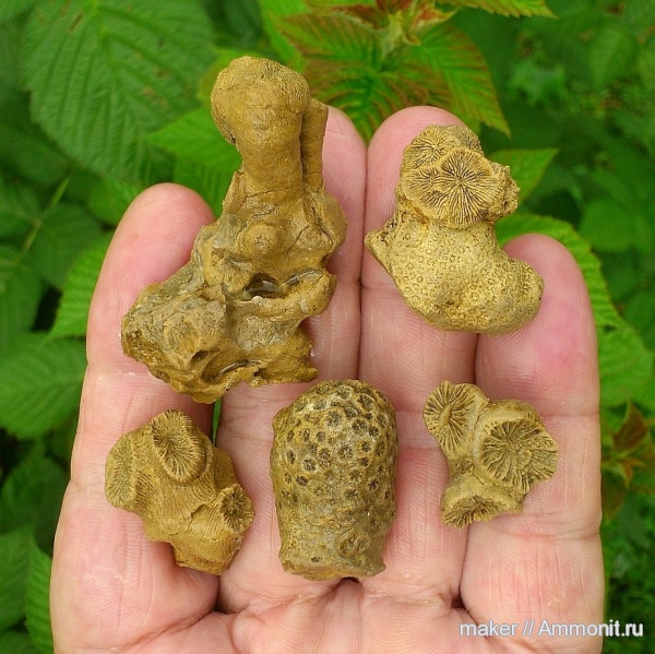кораллы, кишечнополостные, Крым, Scleractinia, Ай-Димитрий