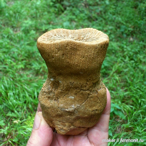 кораллы, кишечнополостные, Крым, Scleractinia, Ай-Димитрий, aulosmilia
