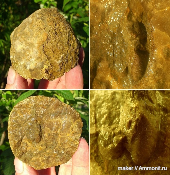 кораллы, кишечнополостные, Крым, Scleractinia, Ай-Димитрий