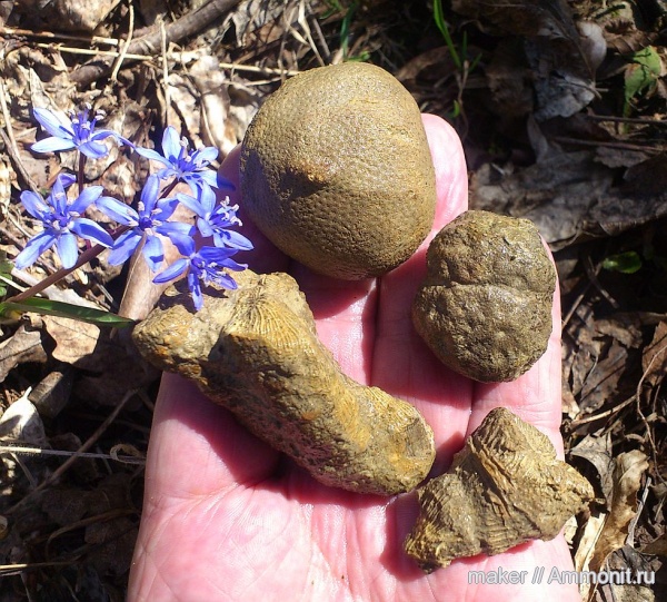 кораллы, кишечнополостные, Крым, Scleractinia, Ай-Димитрий