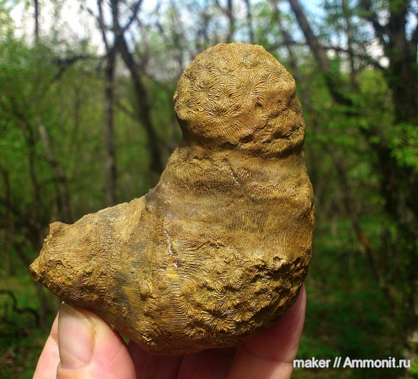 кораллы, кишечнополостные, Крым, Scleractinia, Ай-Димитрий