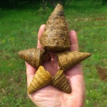 Nerineidae или Pleurotomaria(?) ... Как-то само сложилось ...
