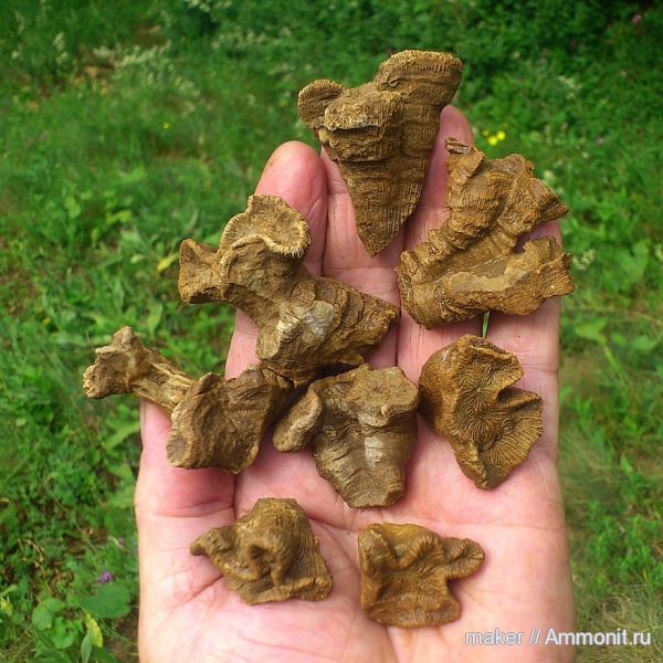 кораллы, кишечнополостные, Крым, Scleractinia, Ай-Димитрий, montlivaltiidae, latiphyllia