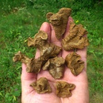 Latiphyllia. Новая точка.