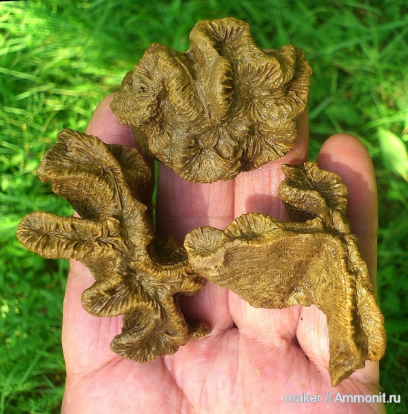 кораллы, кишечнополостные, Крым, Scleractinia, Ай-Димитрий, montlivaltiidae, latiphyllia