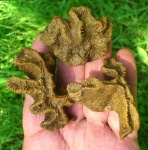 Latiphyllia. Уже лучше )))