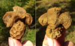Latiphyllia и Latiastraea. Навсегда вместе...