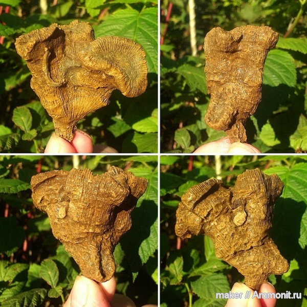 кораллы, кишечнополостные, берриас, Крым, Scleractinia, Ай-Димитрий, latiphyllia