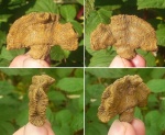 Коралл веерообразный