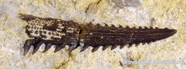 рыбы, зубы, нижний карбон, шипы, Заборье, fish, teeth