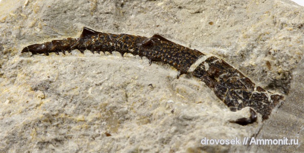 рыбы, зубы, нижний карбон, Menaspiformes, шипы, Заборье, Gampsacanthus, fish, teeth