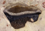 Petalodus acuminatus 1