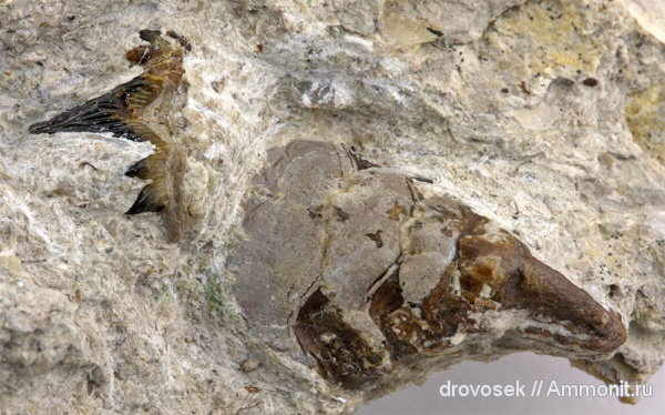 рыбы, зубы, нижний карбон, Cladodus, Ctenacanthiformes, Petalodontiformes, Petalorhynchus, Заборье, fish, teeth
