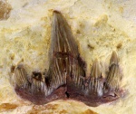 Glickmanius occidentalis 1