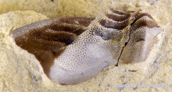 рыбы, зубы, нижний карбон, Poecilodus, Cochliodontiformes, Заборье, Poecilodus jonesi, fish, teeth