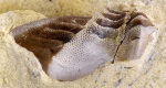 Poecilodus jonesi McCoy 2